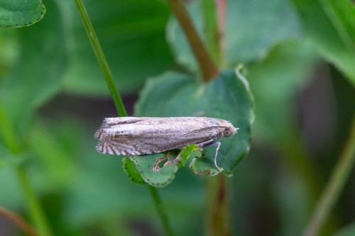 Réf. 243 521 : Eucosma sp.